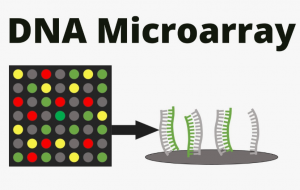 Microarray Analysis Market | The Future of Genomic Research and Diagnostics