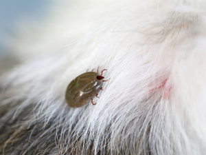 Protect What Matters: Why Expert Termite Control Is Vital for Your Home’s Longevity