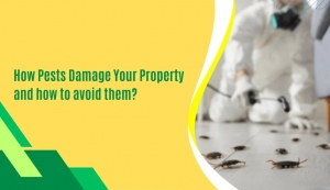 Is Your Property Under Attack by Hidden Pests?