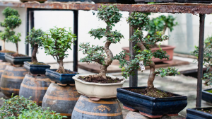 Experience the Unique Beauty of Juniper Bonsai at Artisans Bonsai