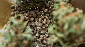 Your Complete Guide to Finding Quality Cannabis Seeds for Sale Online