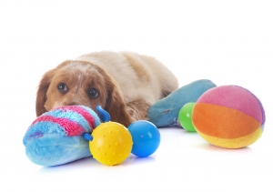 Travel-Friendly Dog Toys for Road Trips and Flights
