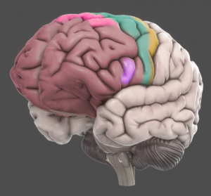 Frontotemporal Dementia Market to witness significant growth due to rising prevalence of neurological disorders