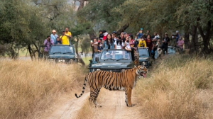 Golden Triangle Tour with Ranthambore Tiger Safari – A Perfect Blend of Culture and Wildlife