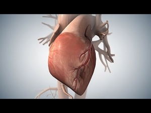 Acute Coronary Syndrome Market is Anticipated to Witness High Growth Owing to Rising Prevalence of Cardiovascular Diseases
