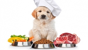 Consumer Behavior and Buying Trends in the Wet Pet Food Market