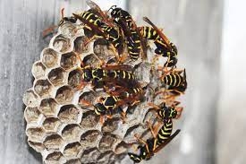 Professional Wasp Nest Removal: Why Hiring Experts Matters