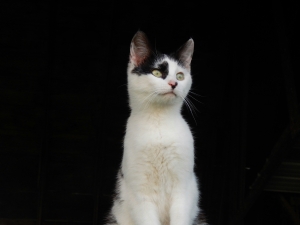 The Shocking Truth About What Happens When You Leave Your Pet Alone!