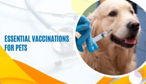 Why Are Pet Vaccinations Essential and When Should You Get Them?