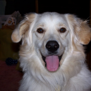 Effective Dog Training Techniques Every Pet Owner Should Know