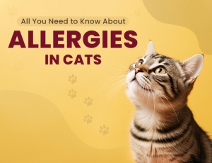 Understanding Cat Allergies: Causes, Symptoms, and Treatment Options