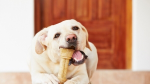 Hundefuttergeheimnisse gelüftet – sind Sie unwissend oder ist es gesunder Menschenverstand?