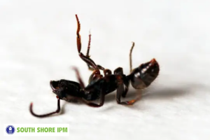 Say Goodbye to Pests: Comprehensive Pest Control Services in Brockton, MA