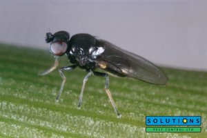 How Solutions Pest Control Protects Langley Homes from Seasonal Pests