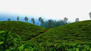 A Complete Darjeeling Tour Guide for First-Time Visitors