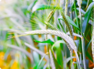 Get the Most from Your Silage: How Triticale Green Feed is Transforming Livestock Production in Alberta