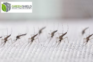 Top 5 Pests in Oxford, ON and How Green Shield Pest Solutions Handles Them