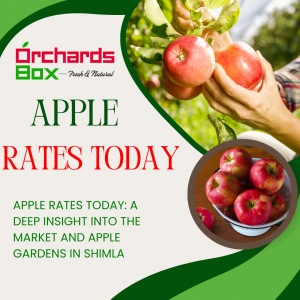 Apple Rates Today: A Deep Insight into the Market and Apple Gardens in Shimla
