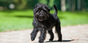 A Complete Guide to the Affenpinscher