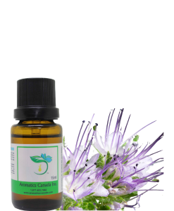 Tansy Blue Essential Oil for Skin & Aromatherapy