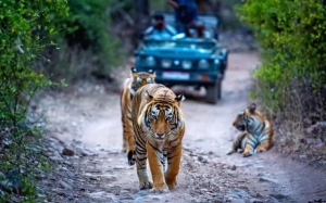 Golden Triangle Tour with Ranthambore Tiger Safari: A Thrilling Journey through Culture and Wilderness
