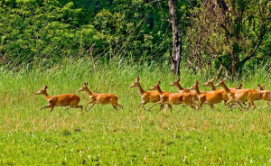 All About Chitwan Tours: Nature, Culture, and Wildlife