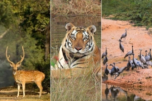 A Journey Through Rajasthan’s Wildlife and Regal Past