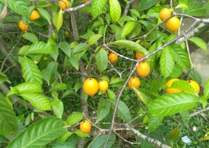 How Ibogaine Helps Treat Opioid Addiction and PTSD