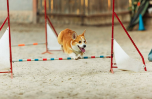Dublin's Top Picks for Puppy Training Success