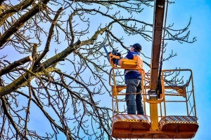 When Should You Call a Tree Surgeon? Signs You Need Expert Help