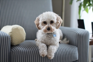 Caring for Companions: What Pet Owners Should Know About Veterinary Wellness