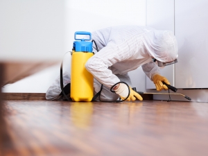 Effective Solutions for Pest Control in Weston Protect Your Home and Health