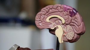 How Betrayal Triggers Chronic Stress in the Brain