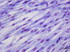 Human Osteoblasts Market Is Anticipated to Witness High Growth Owing to Advancements in Regenerative Medicine