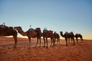 Jaisalmer Desert Camps for an Unforgettable Desert Safari Experience