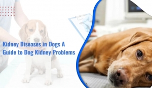 Is Your Dog at Risk of Kidney Disease? Here’s What Every Pet Parent Should Know