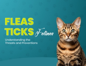 Flea & Tick Threats for Cats: What Every Pet Owner Must Know