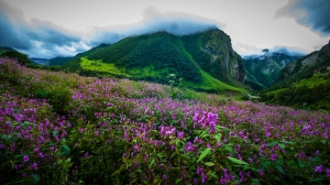 Witness the Breathtaking Beauty of Valley of Flowers Trek