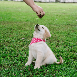 The Ultimate Guide to Puppy Training Classes for New Pet Parents