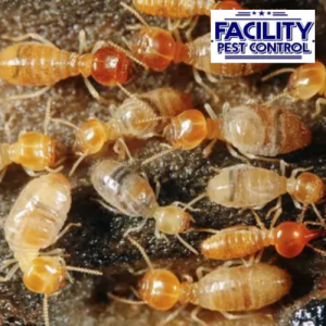 Top 5 Pests Plaguing Woodland Hills—and How Facility Pest Control Eliminates Them