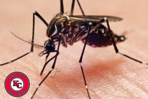 Seasonal Pest Control in Overland Park: What to Expect and How to Prepare