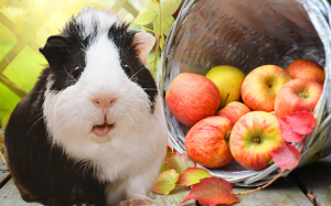 Can Baby Guinea Pigs Eat Apples - A Guide to Your Pet's Diet