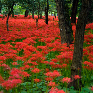 Bring Home Positivity: Why Good Luck Plants and the Majestic Gulmohar Tree Deserve a Place in Your Garden