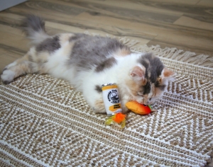 4 Signs Your Cat Might Be More Like a Dog