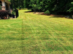 Soil Testing for Lawns: The First Step Toward a Lush, Healthy Yard