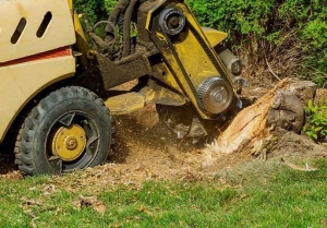 Reclaiming Your Yard: Trusted Stump Removal Services in Walker, LA by C and S Stump Grinding