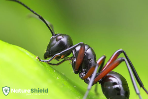 Springfield Homeowners’ Guide to Year-Round Pest Prevention with Nature Shield Pest Solutions