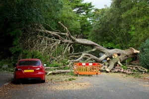 Debris Removal Service for Construction Sites, Storm Damage, and More