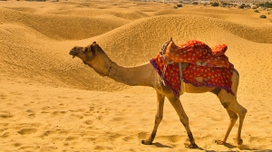 Riding into the Sunset: A Serene Camel Safari in Jaisalmer