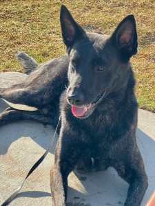Dog Training in Southern California: The Secret to a Well-Behaved Dog in Less Time